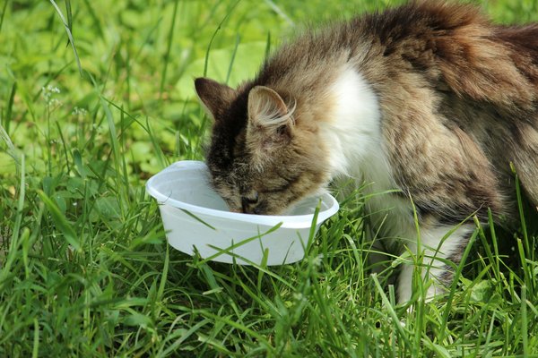 Les meilleures croquettes pour chat : évitez les céréales !